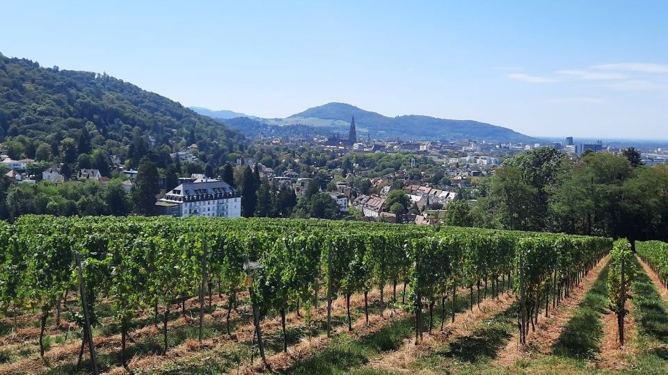  Beitragsbild Wifi-Weinberge