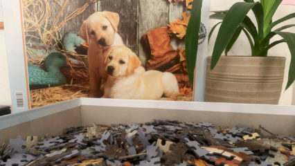 Puzzle mit zwei Golden Retriever