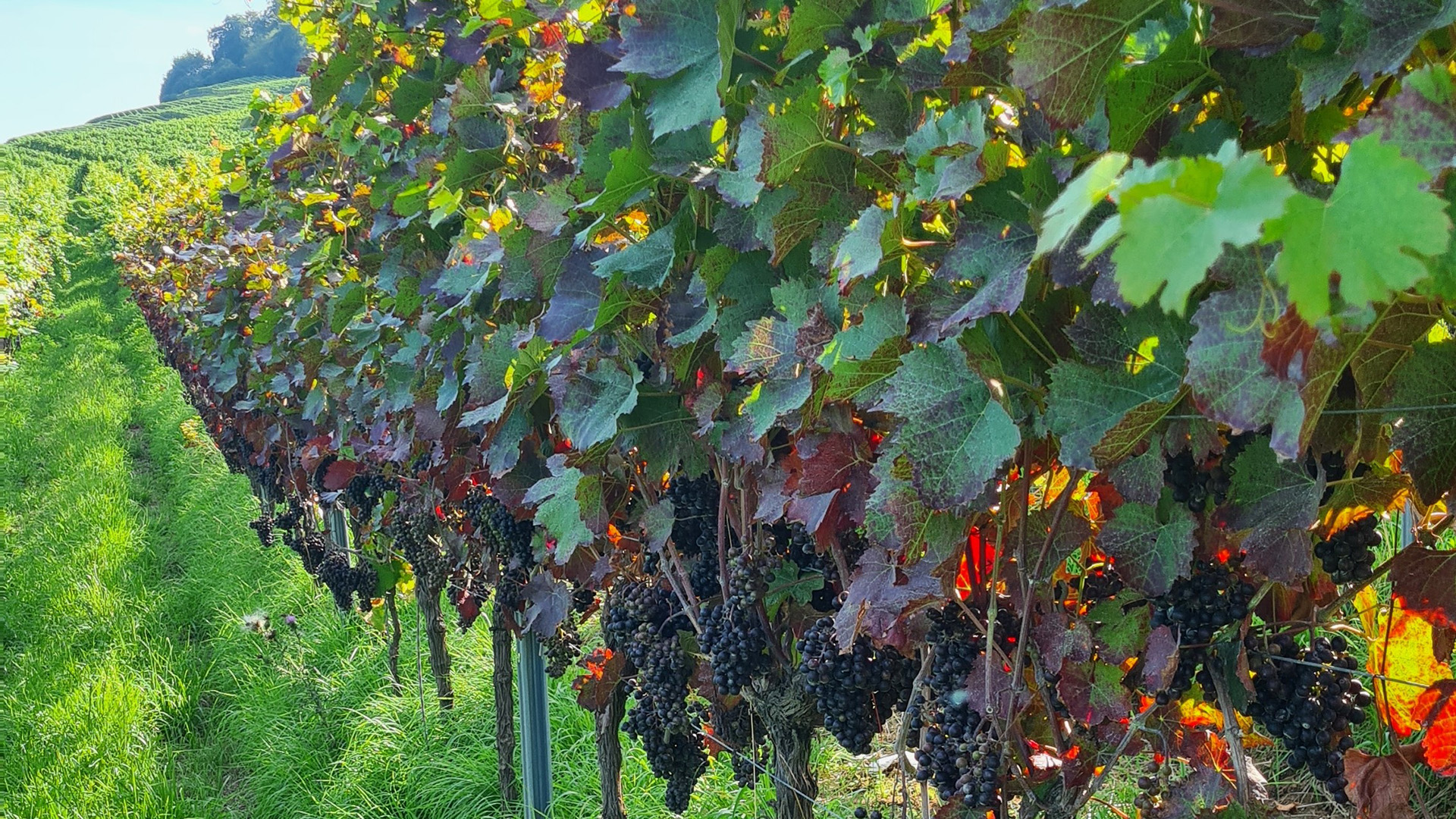 Das Weingehalt früherer Professoren  Beitragsbild Das Weingehalt früherer Professoren