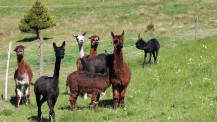 Wollig wohlig - Stricken als Trend