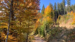 Ein Weg führt durch einen herbstlich verfärbten Wald.